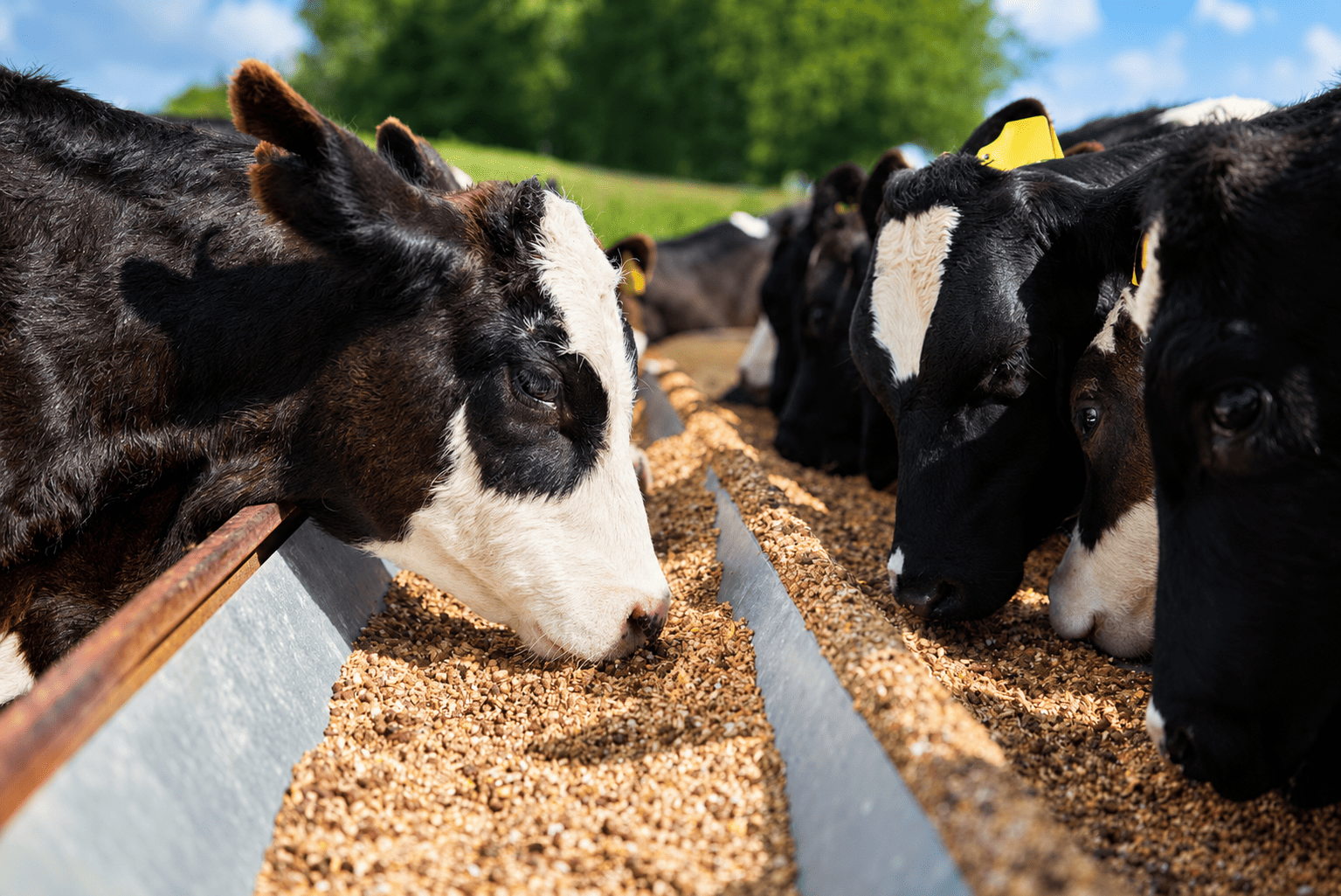 assessoria da qualidade na alimentação animal